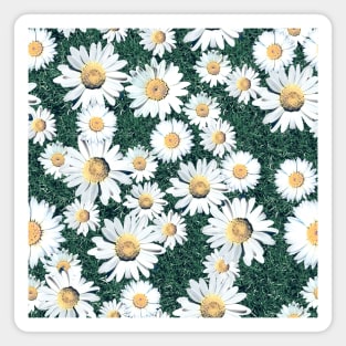 Daisy Blossom Seamless Pattern with Grass. Meadow Magnet